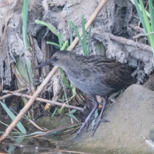 Lewinia pectoralis at Coombs, ACT - 20 Jan 2023 07:00 AM