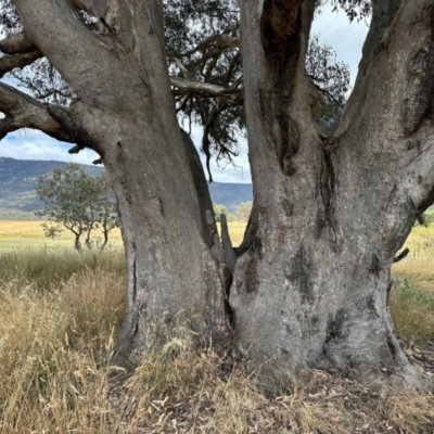 Eucalyptus camaldulensis subsp. camaldulensis (River Red Gum) at Tharwa, ACT - 2 Feb 2023 by KMcCue