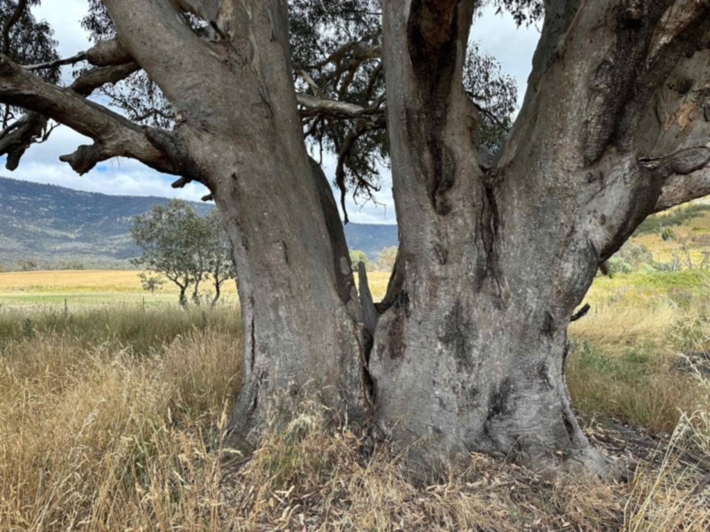 Eucalyptus camaldulensis subsp. camaldulensis at Paddys River, ACT - 21 Jan 2023