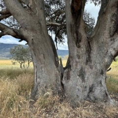 Eucalyptus camaldulensis subsp. camaldulensis (River Red Gum) at Paddys River, ACT - 2 Feb 2023 by KMcCue