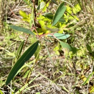 Eucalyptus camaldulensis subsp. camaldulensis at Tharwa, ACT - 2 Feb 2023