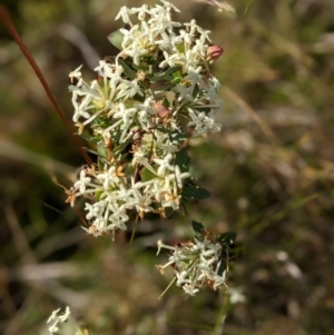 Pimelea sp. at Nurenmerenmong, NSW - 10 Jan 2023