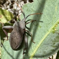 Amorbus sp. (genus) (Eucalyptus Tip bug) at Paddys River, ACT - 21 Jan 2023 by KMcCue