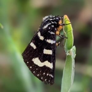 Phalaenoides tristifica at Nurenmerenmong, NSW - 10 Jan 2023