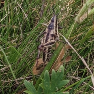 Monistria concinna at Nurenmerenmong, NSW - suppressed