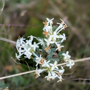 Pimelea sp. at Nurenmerenmong, NSW - 10 Jan 2023 11:23 AM