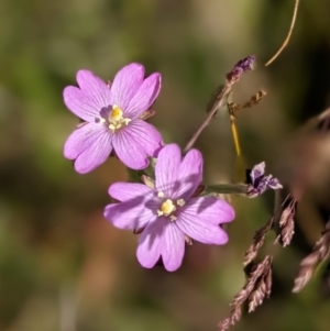 Epilobium sp. at Nurenmerenmong, NSW - suppressed