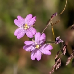 Epilobium sp. (A Willow Herb) at Nurenmerenmong, NSW - 10 Jan 2023 by Marchien