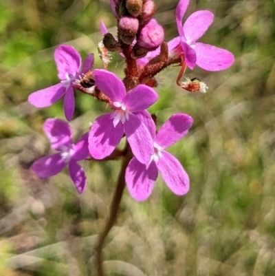 Stylidium (genus) (Trigger Plant) at Nurenmerenmong, NSW - 10 Jan 2023 by Marchien