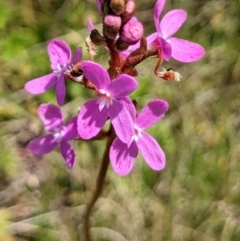 Stylidium sp. (Trigger Plant) at Nurenmerenmong, NSW - 10 Jan 2023 by Marchien