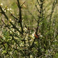 Discaria pubescens (Australian Anchor Plant) at Nurenmerenmong, NSW - 10 Jan 2023 by Marchien