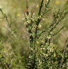 Discaria pubescens at Nurenmerenmong, NSW - suppressed