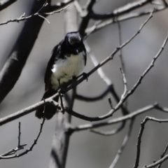 Rhipidura leucophrys (Willie Wagtail) at Rendezvous Creek, ACT - 21 Jan 2023 by JimL