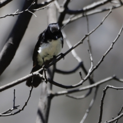 Rhipidura leucophrys (Willie Wagtail) at Namadgi National Park - 21 Jan 2023 by JimL