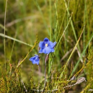 Thelymitra cyanea at Nurenmerenmong, NSW - 10 Jan 2023