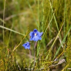 Thelymitra cyanea (Veined Sun Orchid) at The Tops at Nurenmerenmong - 10 Jan 2023 by Marchien