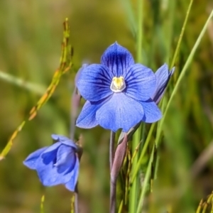 Thelymitra cyanea at Nurenmerenmong, NSW - 10 Jan 2023