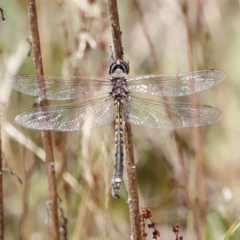 Hemicordulia tau (Tau Emerald) at Namadgi National Park - 21 Jan 2023 by JimL