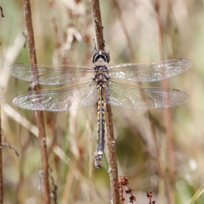 Hemicordulia tau (Tau Emerald) at Rendezvous Creek, ACT - 21 Jan 2023 by JimL