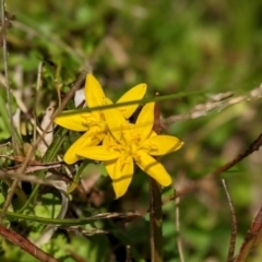 Hypoxis hygrometrica (Golden Weather-grass) at Nurenmerenmong, NSW - 10 Jan 2023 by Marchien