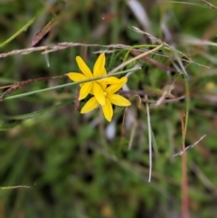 Hypoxis hygrometrica at Nurenmerenmong, NSW - 10 Jan 2023