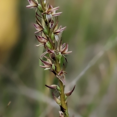 Prasophyllum bagoense (Bago Leek Orchid) at Nurenmerenmong, NSW - 10 Jan 2023 by Marchien