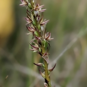 Prasophyllum bagoense at suppressed - 10 Jan 2023