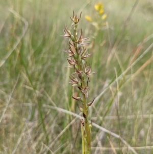 Prasophyllum bagoense at suppressed - 10 Jan 2023