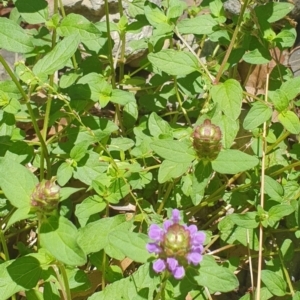 Prunella vulgaris at Cotter River, ACT - 21 Jan 2023 04:34 PM