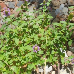 Prunella vulgaris at Cotter River, ACT - 21 Jan 2023 04:34 PM