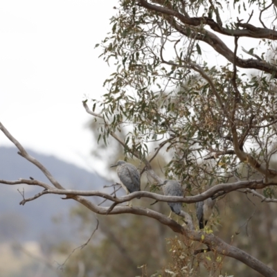 Egretta novaehollandiae (White-faced Heron) at Paddys River, ACT - 20 Jan 2023 by JimL