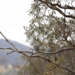 Egretta novaehollandiae at Paddys River, ACT - 21 Jan 2023