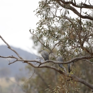 Egretta novaehollandiae at Paddys River, ACT - 21 Jan 2023