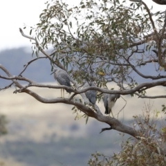 Egretta novaehollandiae at Paddys River, ACT - 21 Jan 2023