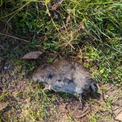 Rattus fuscipes (Bush Rat) at The Tops at Nurenmerenmong - 9 Jan 2023 by Marchien