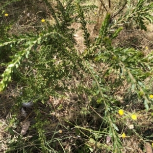 Acacia paradoxa at Garran, ACT - 21 Jan 2023 12:02 PM