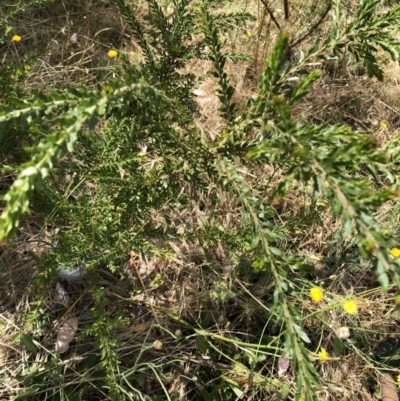 Acacia paradoxa (Kangaroo Thorn) at Red Hill to Yarralumla Creek - 21 Jan 2023 by ruthkerruish