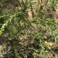 Acacia paradoxa (Kangaroo Thorn) at Garran, ACT - 21 Jan 2023 by ruthkerruish