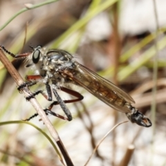 Dolopus rubrithorax (Large Brown Robber Fly) at Namadgi National Park - 21 Jan 2023 by JimL