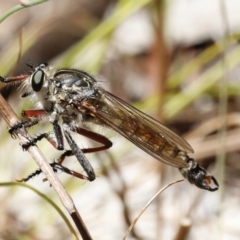 Dolopus rubrithorax at Rendezvous Creek, ACT - 21 Jan 2023