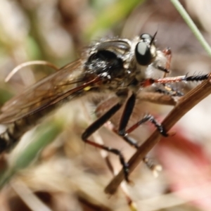 Dolopus rubrithorax at Rendezvous Creek, ACT - 21 Jan 2023 12:30 PM