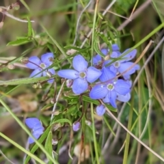 Veronica gracilis (Slender Speedwell) at Nurenmerenmong, NSW - 10 Jan 2023 by Marchien