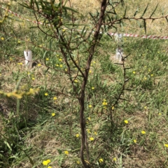Acacia siculiformis (Dagger Wattle) at Garran, ACT - 21 Jan 2023 by ruthkerruish