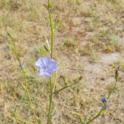 Cichorium intybus (Chicory) at Mawson, ACT - 21 Jan 2023 by Mike