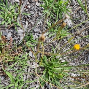 Hypochaeris radicata at Mawson, ACT - 21 Jan 2023