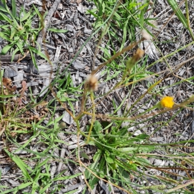 Hypochaeris radicata (Cat's Ear, Flatweed) at Mawson, ACT - 21 Jan 2023 by Mike