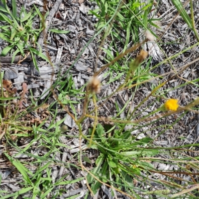 Hypochaeris radicata (Cat's Ear, Flatweed) at Mawson, ACT - 21 Jan 2023 by Mike