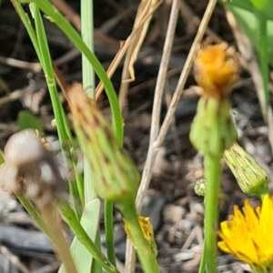 Hypochaeris radicata at Mawson, ACT - 21 Jan 2023