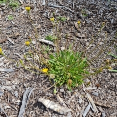 Hypochaeris radicata (Cat's Ear, Flatweed) at Mawson, ACT - 21 Jan 2023 by Mike