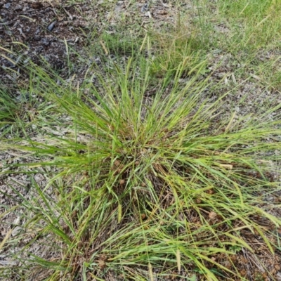 Setaria (genus) (Pigeon Grass) at Mawson, ACT - 21 Jan 2023 by Mike